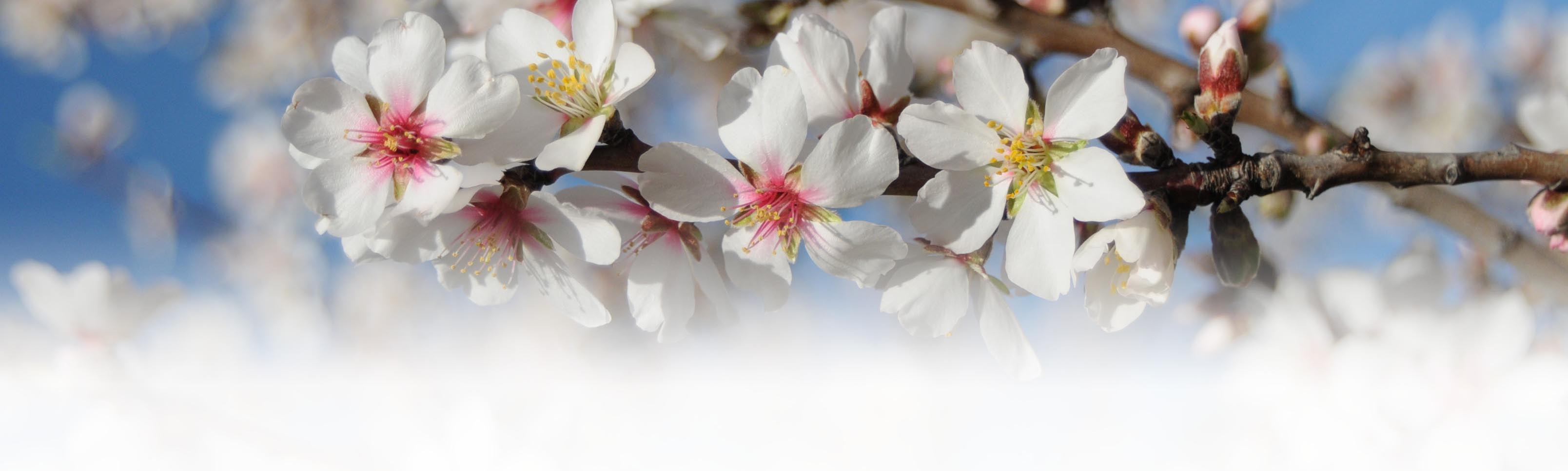 blossom