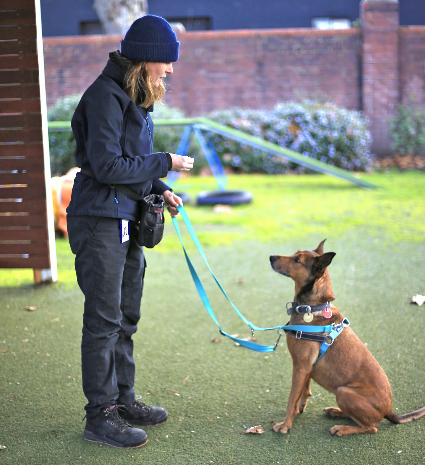 A dog trainer holds up a treat to a tan-coloured kelpie dog sitting patiently in front of her