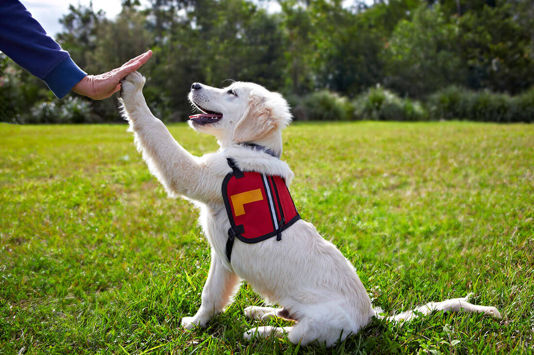 puppy obedience class field trip Elwood