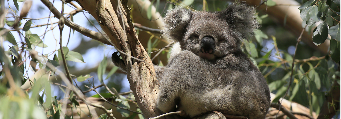 koalaalliance Hero Image