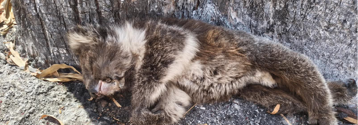 bushfirefooddrop Hero Image