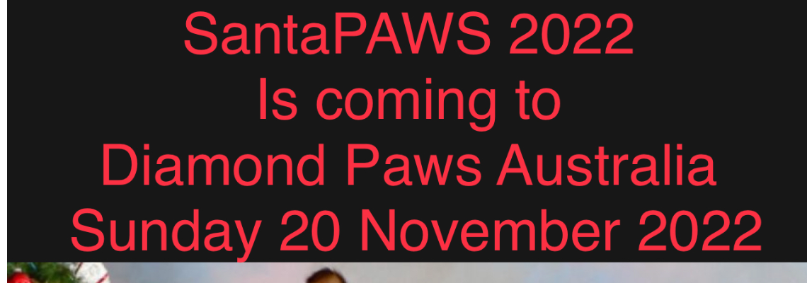 diamondsantapaws Hero Image