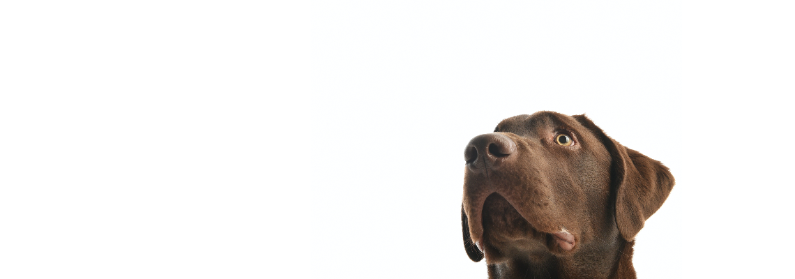 waatdogs Hero Image