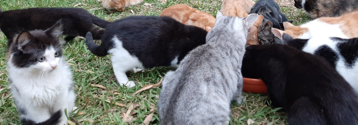 sanctuaryexpansion Hero Image