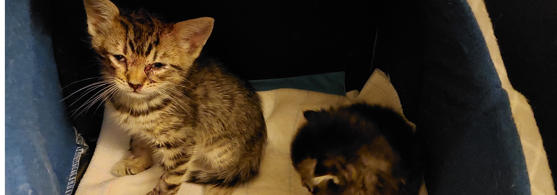 vetbillhelp Hero Image