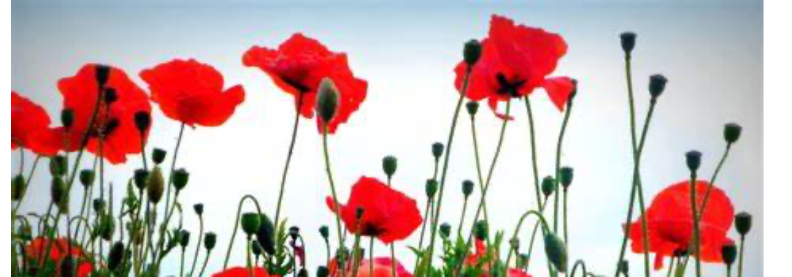 singletonrslsb Hero Image