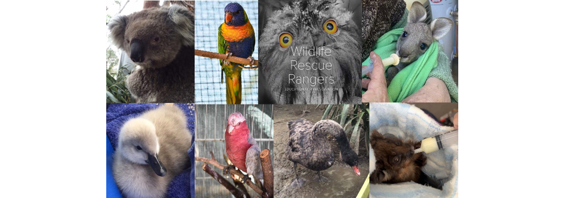 wrrifundraising Hero Image