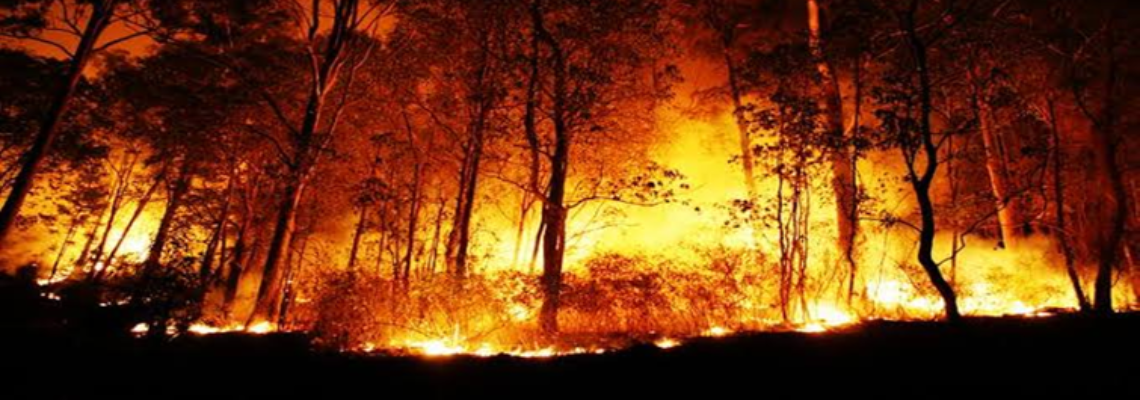 bushfirefundraiser Hero Image