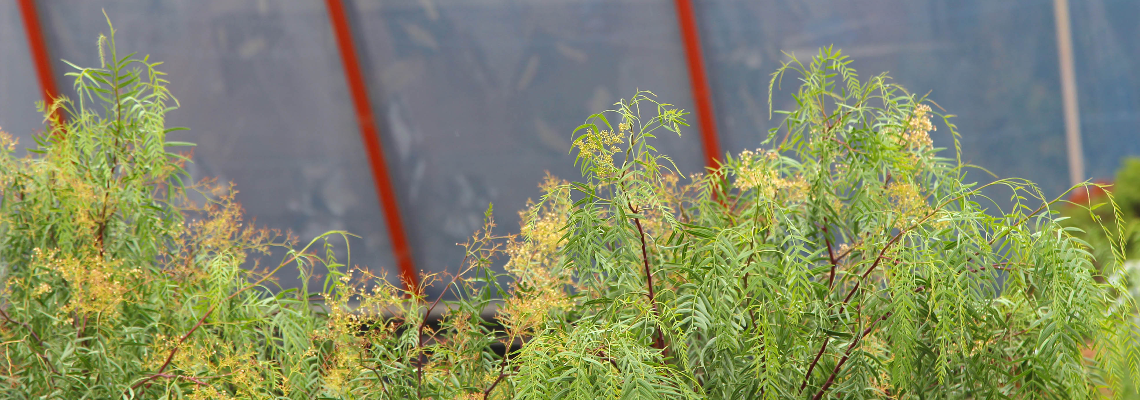 suzannecoryhs Hero Image