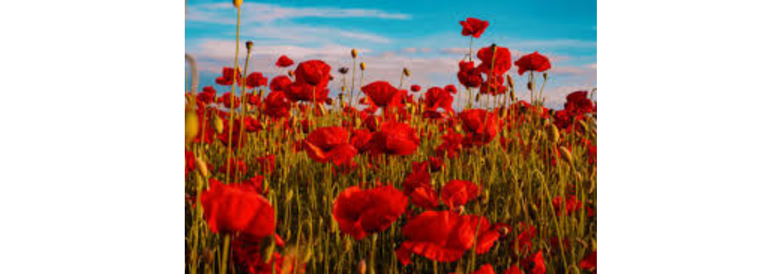 griffithpoppyappeal Hero Image