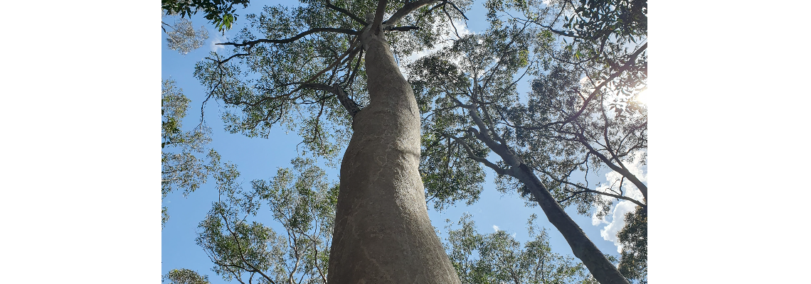 linkroadforest Hero Image