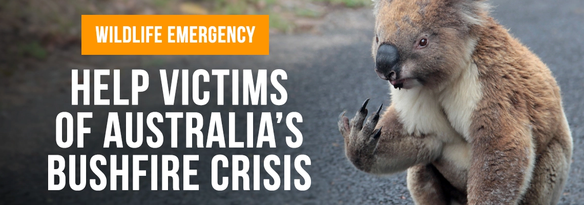 savebushfireanimals Hero Image