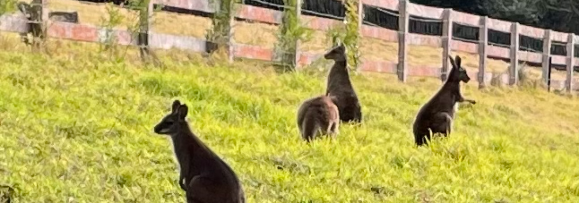 nativewildliferescue Hero Image