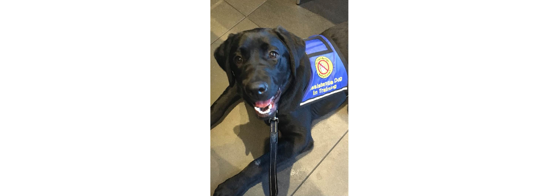 assistanceanimals Hero Image