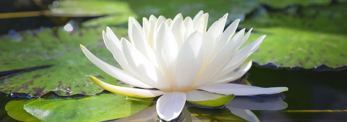 sixperfections Hero Image