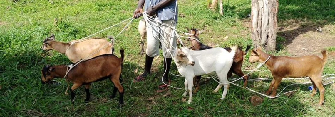 goatformilk Hero Image