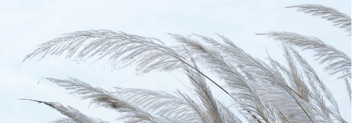 bavaustralia Hero Image