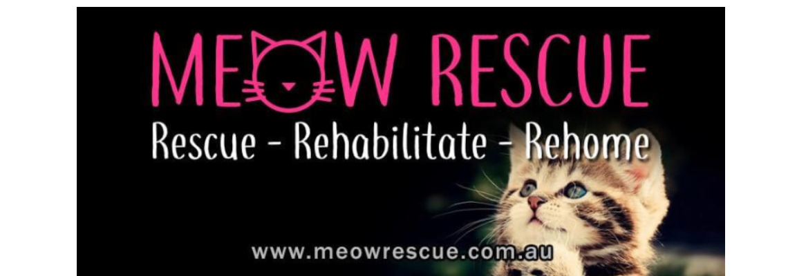 kittenshower Hero Image