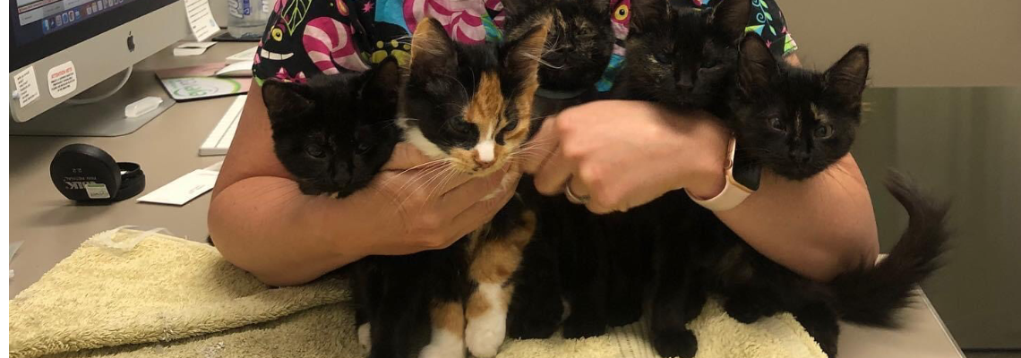 spicegirls Hero Image