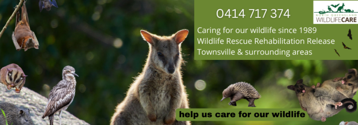caringforourwildlife Hero Image