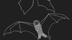 footer_image