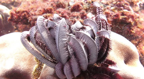 footer_image