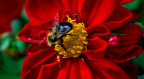 footer_image