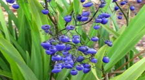 footer_image