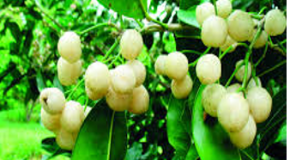 footer_image