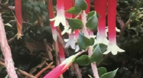 footer_image