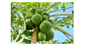 footer_image
