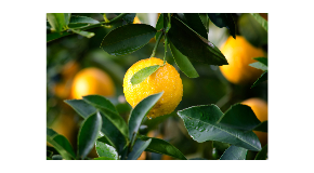 footer_image
