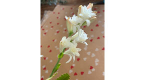 footer_image