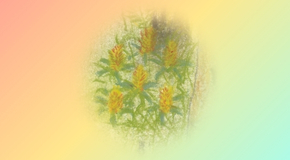 footer_image