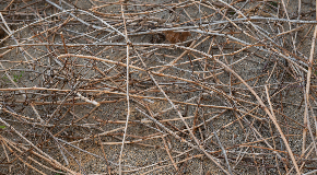 footer_image