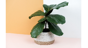 footer_image