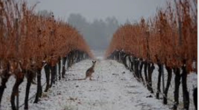 footer_image