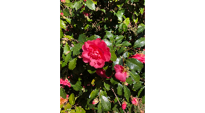 footer_image