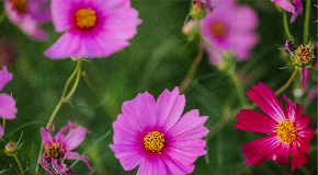 footer_image