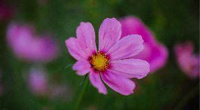 footer_image