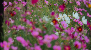 footer_image