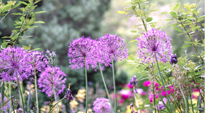 footer_image