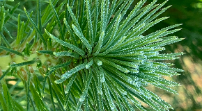 footer_image
