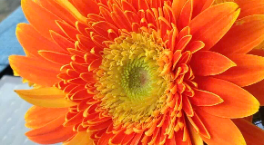 footer_image