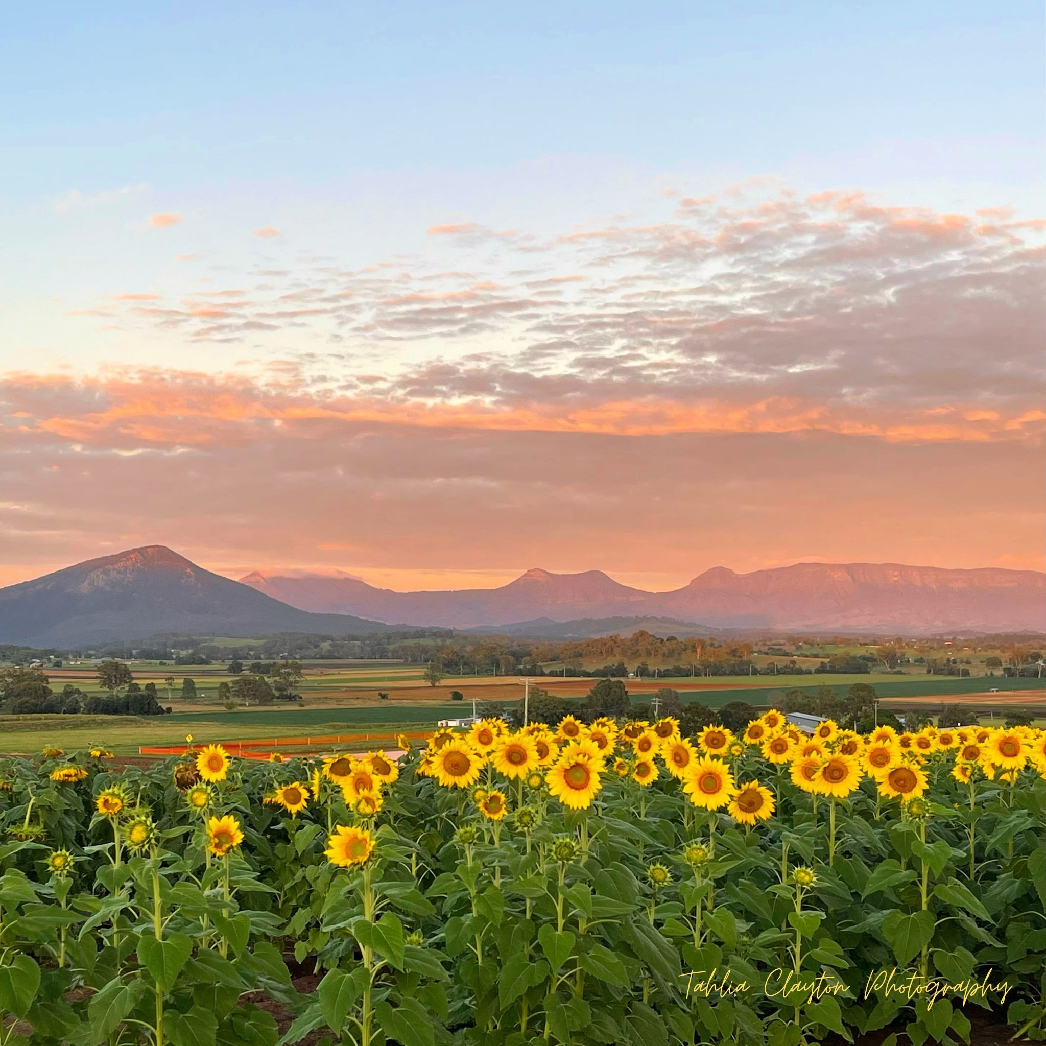 Sunflower Sunset Soiree Tickets, Kalbar Sunflowers, Kalbar TryBooking