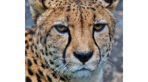 footer_image