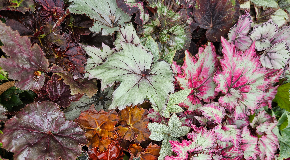 footer_image