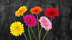 footer_image