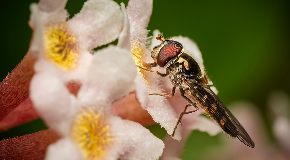footer_image
