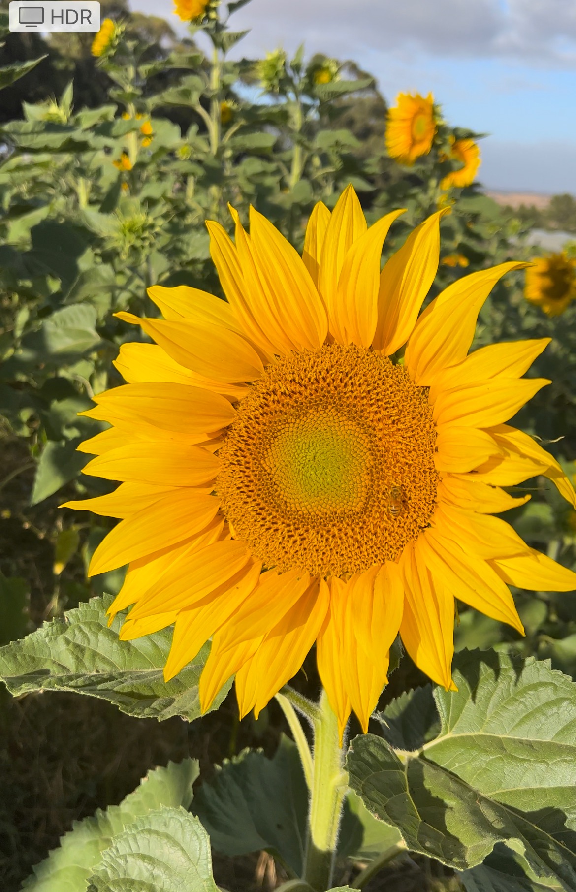 Pick Your Own Sunflowers Tickets, Shimmering Pines Farm, Tarlee